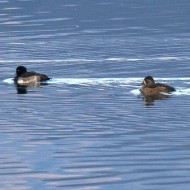 femmina con moretta, dicembre