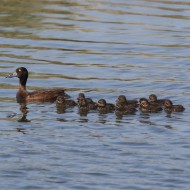 femmina con pulli, Boccasette (RO), 28.05.2016