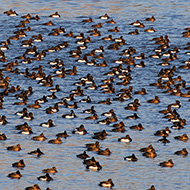 gruppo, Lago del Frassino (VR), 15.01.2017