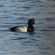 maschio, Lago del Frassino (VR), 15.03.2019