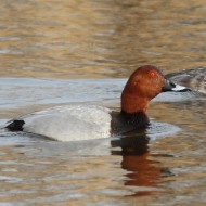 coppia, Valle Vecchia (VE), 12.03.2011