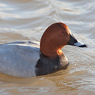 maschio, Lago di Garda (VR), 8.12.2007