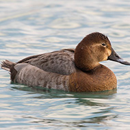 femmina, Lago di Garda (VR), 23.02.2019