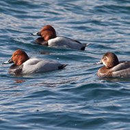 2 maschi e una femmina, Lago di Garda (VR), 21.02.2010