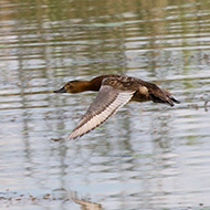femmina in volo, maggio