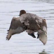 femmina in volo, Lago di Garda (VR), 11.02.2018