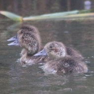 pulli a Valle Vecchia (VE), 23.05.2015