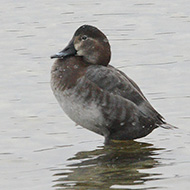 femmina, Peschiera del Garda (VR), 11.02.2012