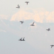 in volo con morette, Valle Ghebo Storto (PD), 7.12.2012