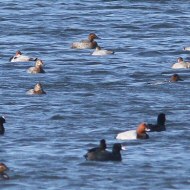 gruppo con folaghe, germani reali, canapiglia, gabbiani comuni a Valle Vecchia (VE), 31.10.2015