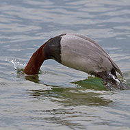 maschio in immersione, Lago di Garda (VR), 8.06.2013