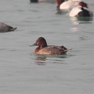 probabile ibrido <i>A. ferina</i> x <i>A. nyroca</i> (a sn) con moriglioni, Lago di Garda (VR), 12.12.2016