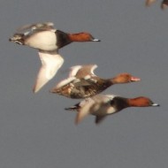 gruppo con ibrido <i>Aythya ferina</i> x <i>Netta rufina</i>, 7.12.2012