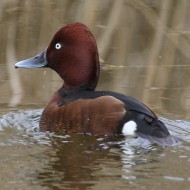 maschio, Valle Vecchia (VE). 21.03.2015