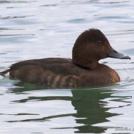femmina, Lago di Garda (VR), 11.02.2018