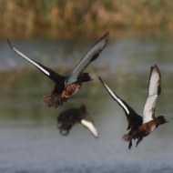 gruppo in volo, settembre