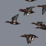 gruppo in volo, settembre