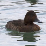 femmina con moriglione, Lago di Garda (VR), 11.02.2018