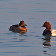 maschio (a sn) con moriglione, Peschiera del Garda (VR), 1.01.2015