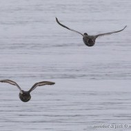 femmina in volo (a sx) con moriglione (sopra), Peschiera del Garda (VR), 11.02.2018