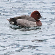 ibrido <i>A. nyroca</i> x <i>A. ferina</i>, Malcesine (VR), 6.02.2018