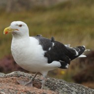 adulto in abito di transizione, agosto