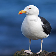 adulto in abito riproduttivo, giugno