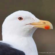 adulto in abito riproduttivo, giugno