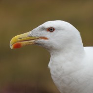 adulto in abito di transizione, agosto
