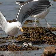 adulto in abito riproduttivo, giugno