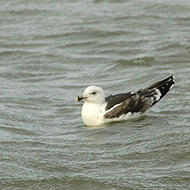 3cy (3� inverno), dicembre