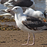 3cy (2a estate), giugno