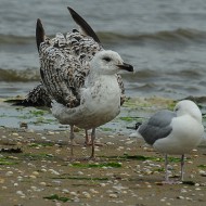 giovane con gabbiani reali nordici, luglio