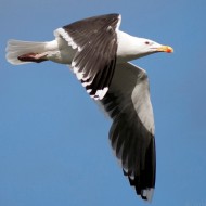 adulto in abito riproduttivo, giugno