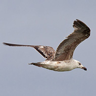 2cy (1a estate), giugno