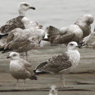 2cy (1� inverno) con gabbiani reali nordici, febbraio