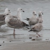 2cy (1� inverno, sulla ds) con gabbiani reali nordici e gabbiani comuni, febbraio