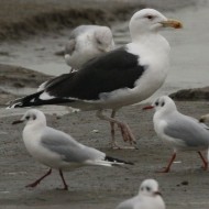 adulto con gabbiani comuni e gabbiani reali nordici, febbraio