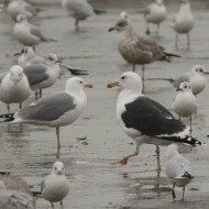 adulto con gabbiani comuni, gavine e gabbiani reali nordici, febbraio