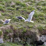 adulti in mobbing su gabbiano reale nordico, giugno