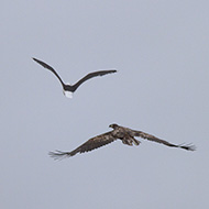 adulto e aquila di mare, giugno