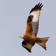 adulto, Bonavicina (VR), 24.02.2013