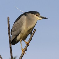 adulto, Vallesina (VE), 10.05.2011