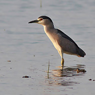 adulto, Isola della Scala (VR), 3.05.2011