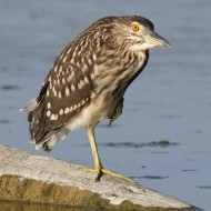 giovane, Vallesina (VE), 27.07.2011