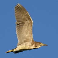 giovane, Cave Praello (VE), 11.07.2007
