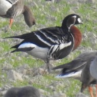 adulto con oche lombardelle e oche selvatiche, dicembre