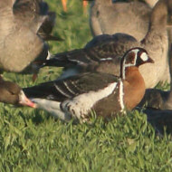 adulto con oche lombardelle, Sindacale (VE), 3.1.2019