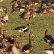 adulto con oche lombardelle, Sindacale (VE), 15.2.2013