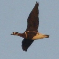 adulto (in basso a ds) con oche lombardelle, Sindacale (VE), 31.12.2010